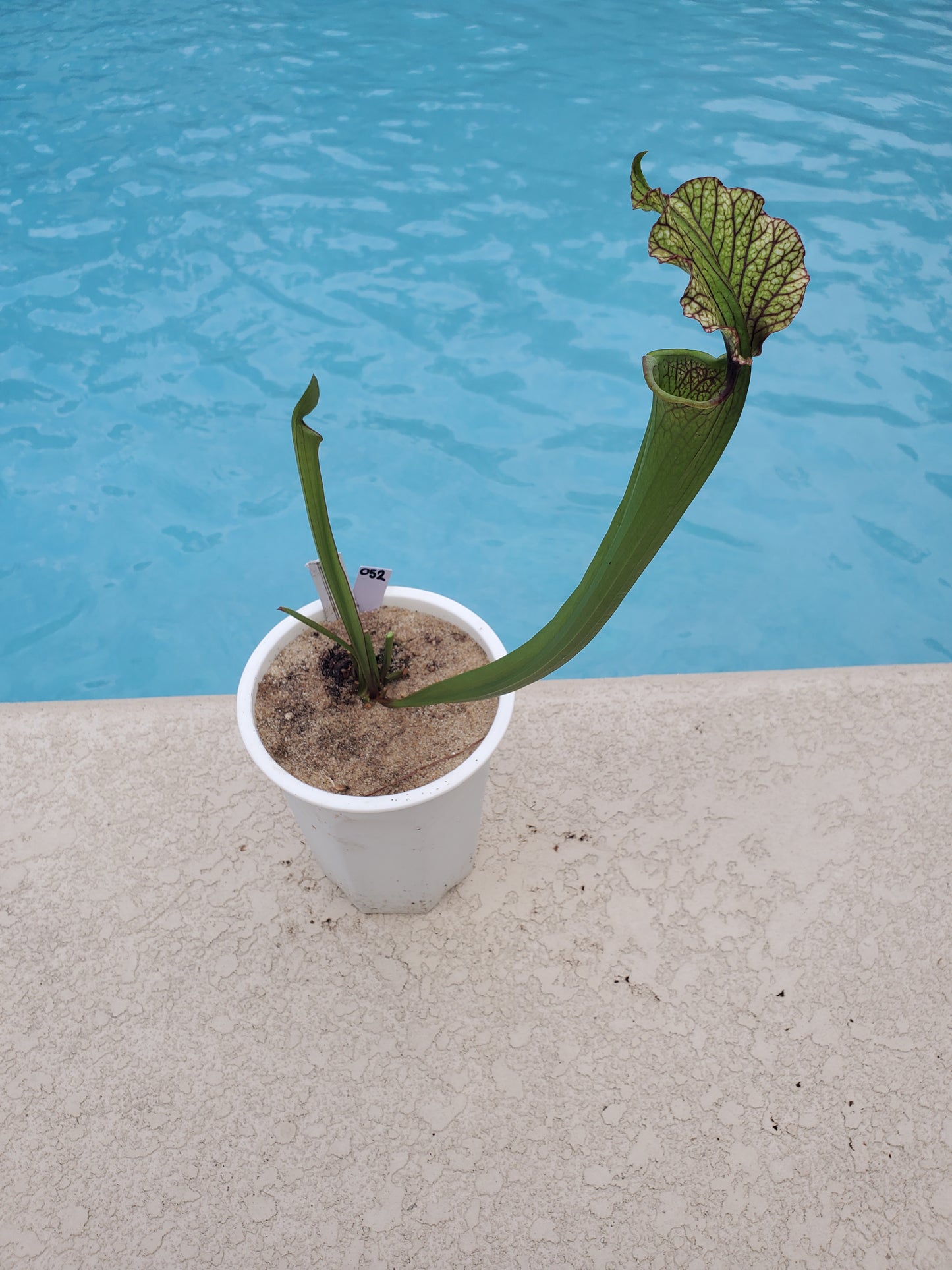 Get me that plant - 052 - Sarracenia Pitcher Plant Leuco Aereolata Floptop x Hot Lips Carnivorous plant