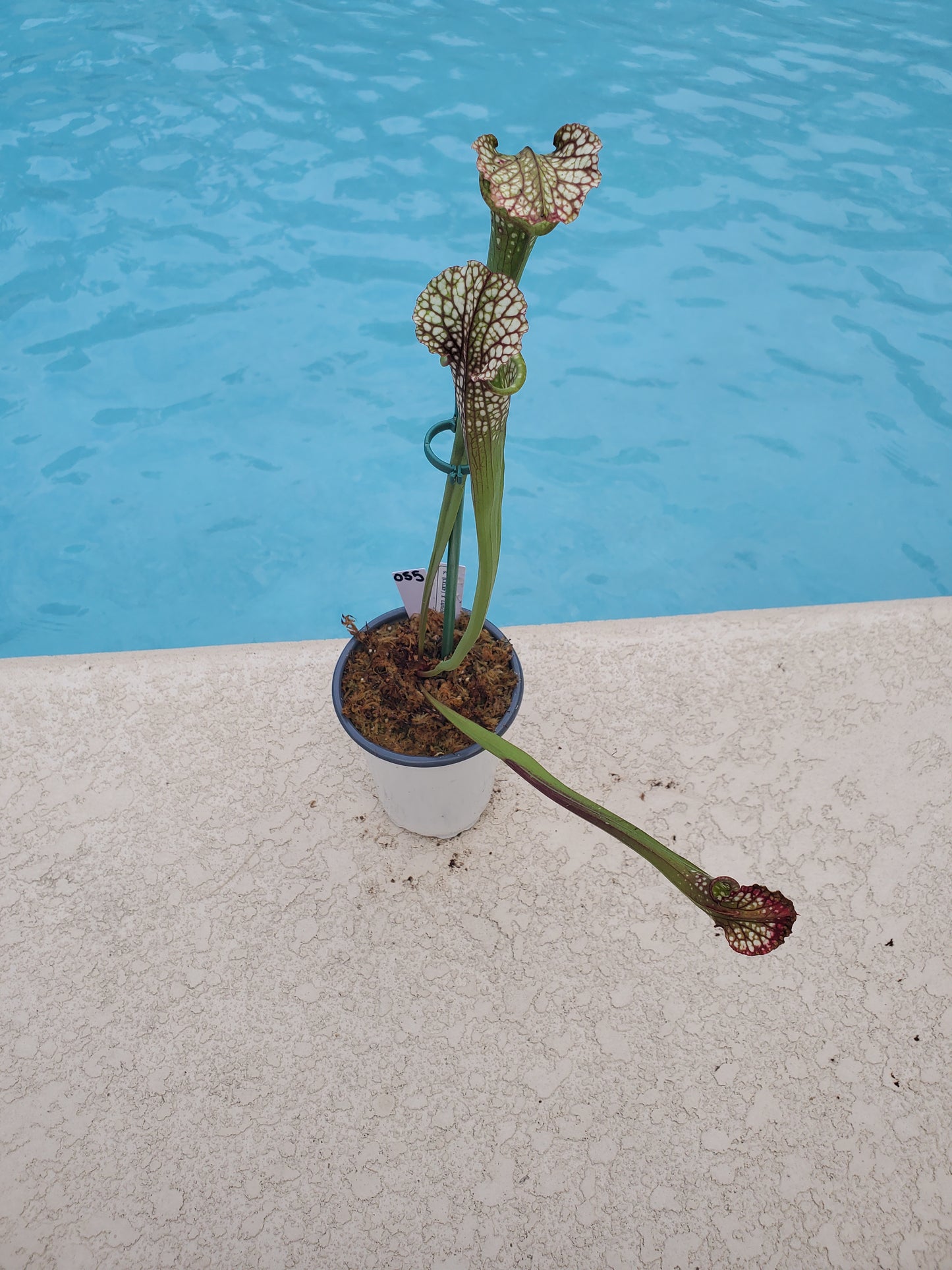 Get me that plant - 055 - Sarracenia Pitcher Plant (L x L x F) x Lunchbox Carnivorous plant