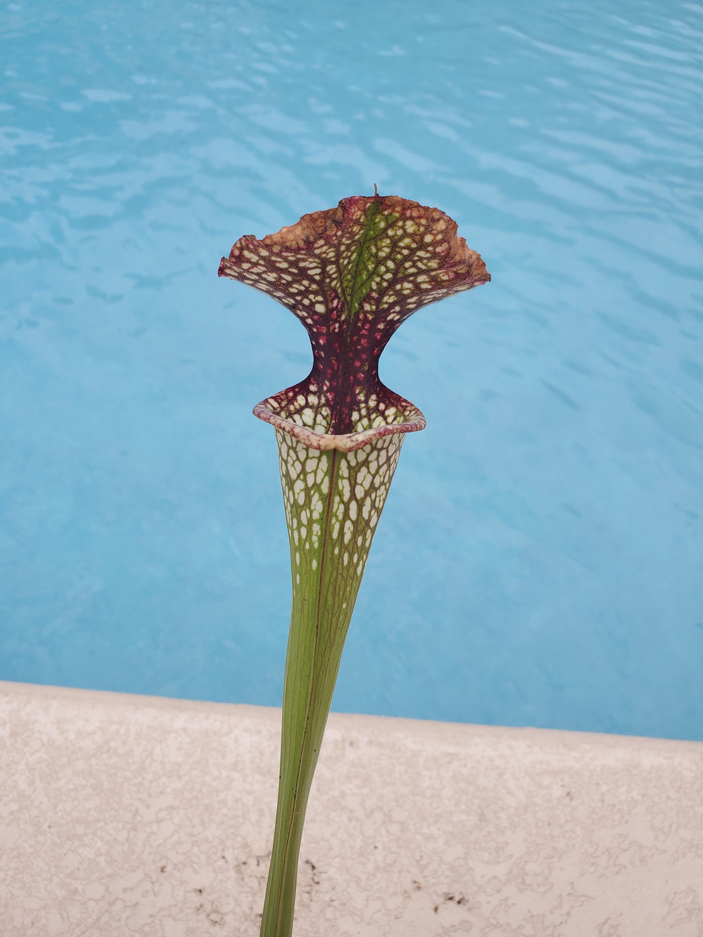 Get me that plant - 056 - Sarracenia Pitcher Plant (L x L x F) x Lunchbox Carnivorous plant