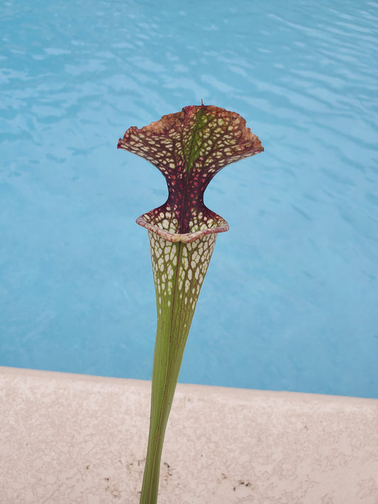 Get me that plant - 056 - Sarracenia Pitcher Plant (L x L x F) x Lunchbox Carnivorous plant