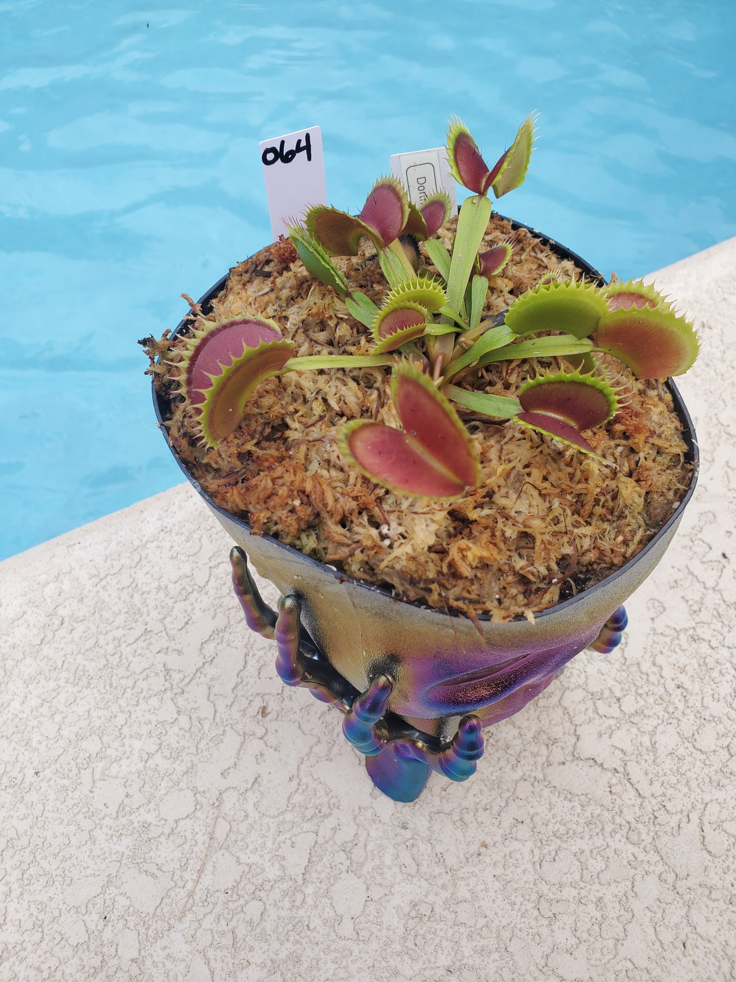 Get me that plant - 064 - HF Dorothy's Ruby Red Rippers Skull pot Venus Flytrap Carnivorous plant