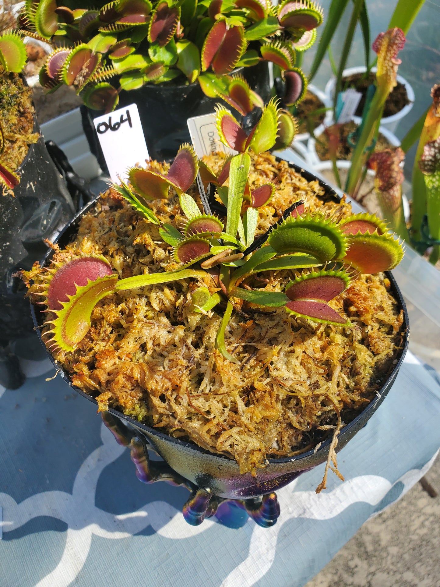 Get me that plant - 064 - HF Dorothy's Ruby Red Rippers Skull pot Venus Flytrap Carnivorous plant