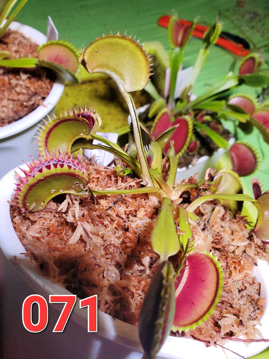 Get me that plant - 071 - HF Dorothy's Ruby Red Rippers Flytrap Carnivorous plant