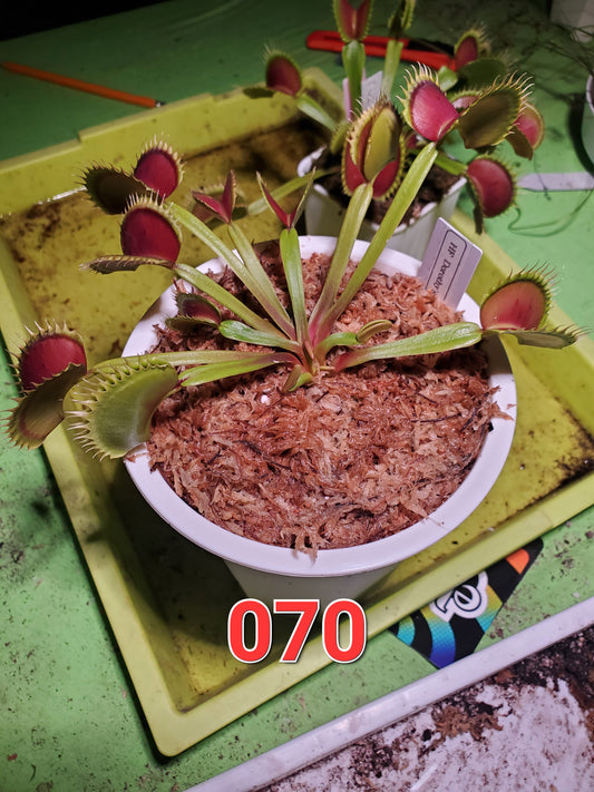 Get me that plant - 070 - HF Dorothy's Ruby Red Rippers Flytrap Carnivorous plant