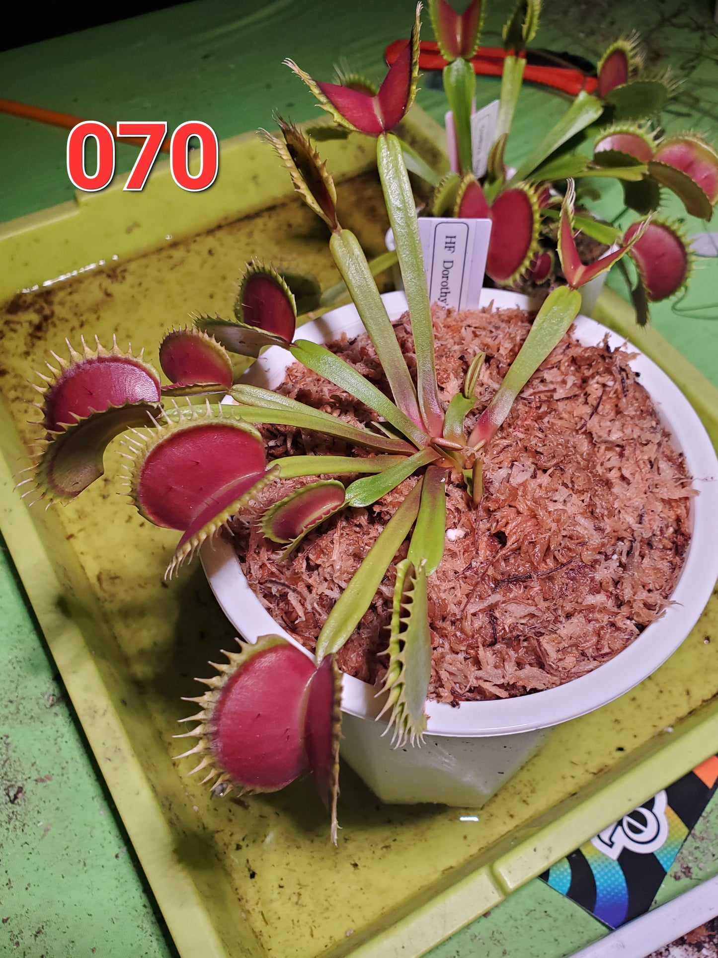 Get me that plant - 070 - HF Dorothy's Ruby Red Rippers Flytrap Carnivorous plant