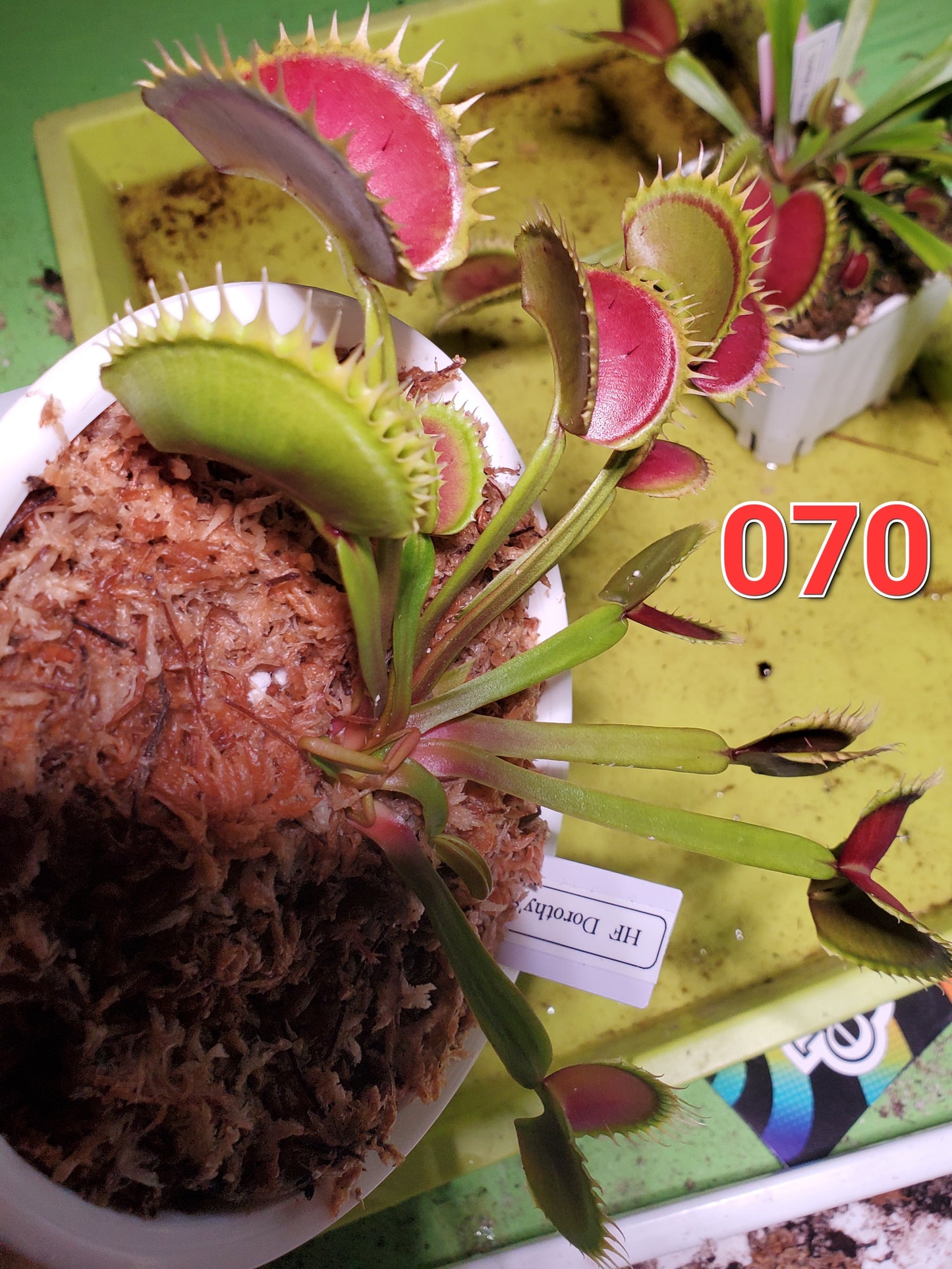 Get me that plant - 070 - HF Dorothy's Ruby Red Rippers Flytrap Carnivorous plant