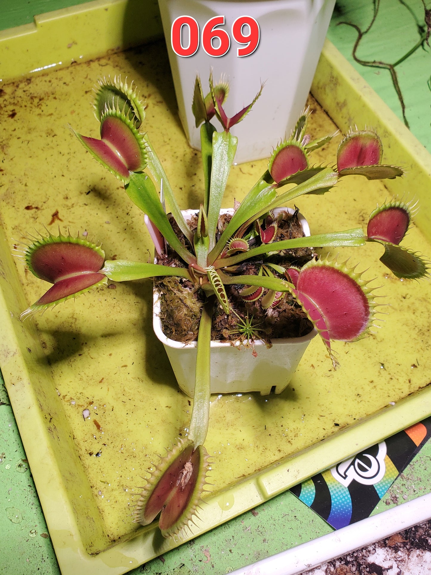 Get me that plant - 069 - HF Dorothy's Ruby Red Rippers Flytrap Carnivorous plant