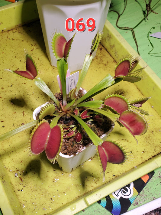 Get me that plant - 069 - HF Dorothy's Ruby Red Rippers Flytrap Carnivorous plant