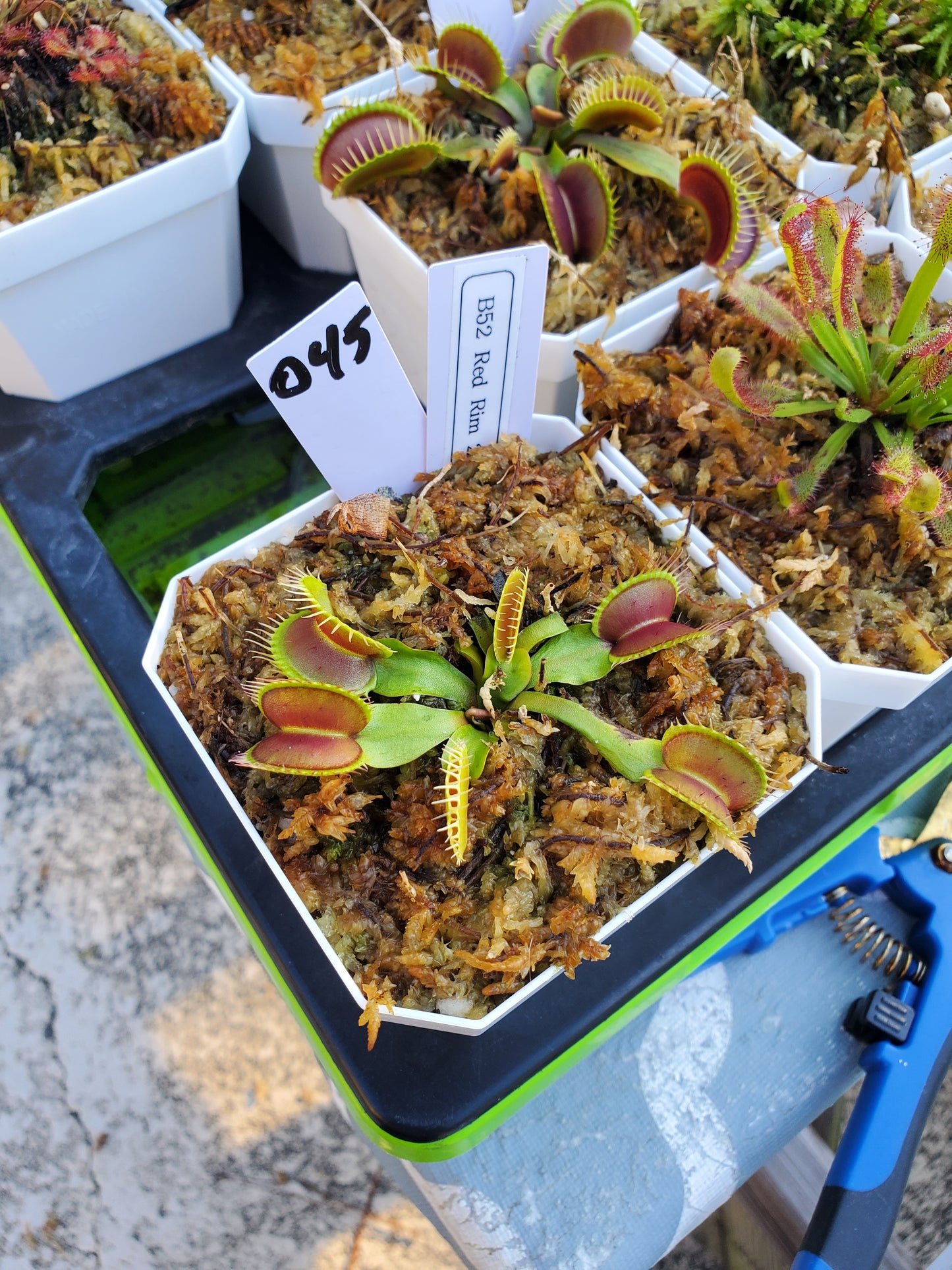 Get me that plant - 045 - HF B52 Red 2021 Flytrap Carnivorous plant