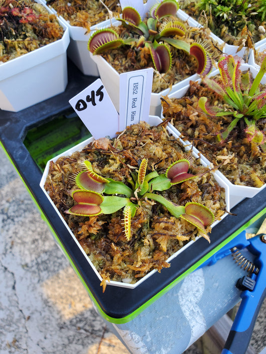 Get me that plant - 045 - HF B52 Red 2021 Flytrap Carnivorous plant