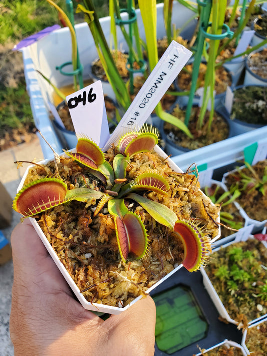 Get me that plant - 046 - HF MM x MM 2020 #16 Flytrap Carnivorous plant