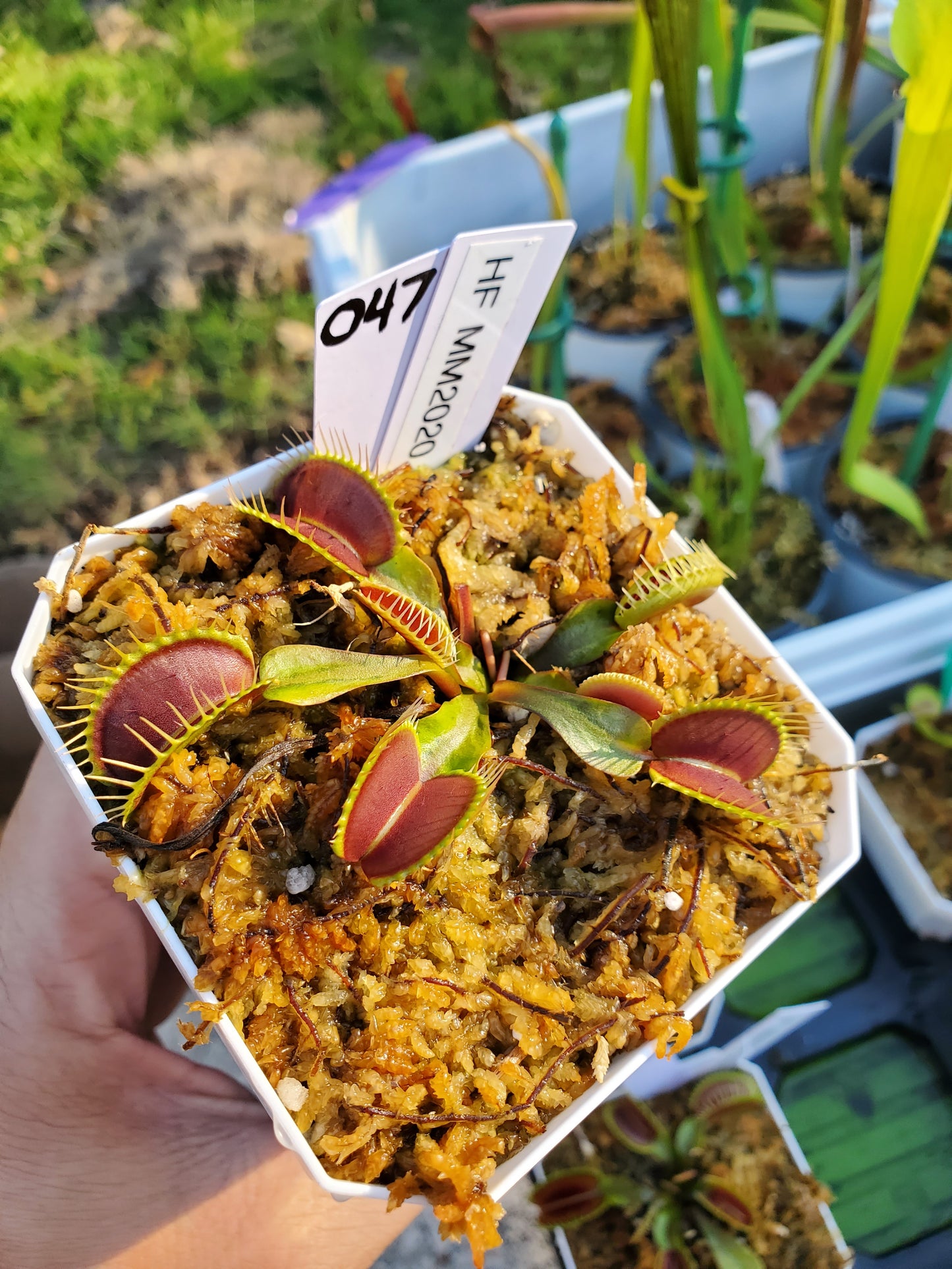 Get me that plant - 047 - HF MM x MM 2020 #16 Flytrap Carnivorous plant