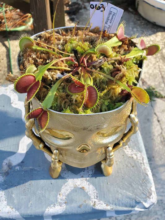 Get me that plant - 063 - HF Bleeding Gums Murphy seedgrown Skull pot Flytrap Carnivorous plant