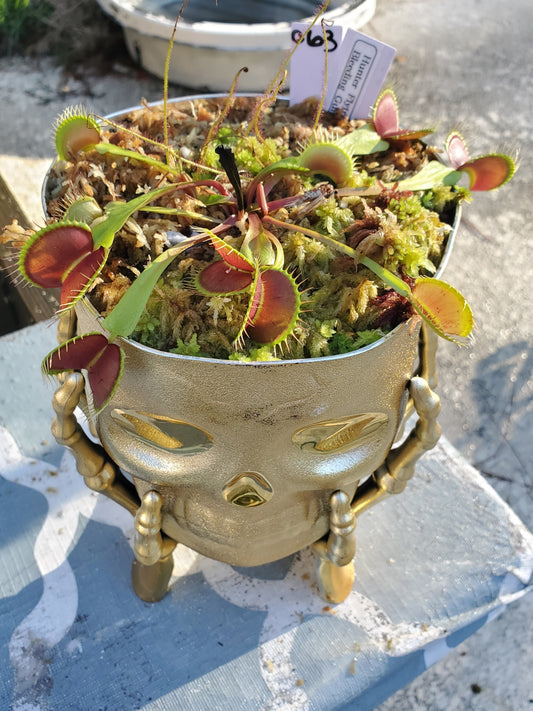 Get me that plant - 063 - HF Bleeding Gums Murphy seedgrown Skull pot Flytrap Carnivorous plant