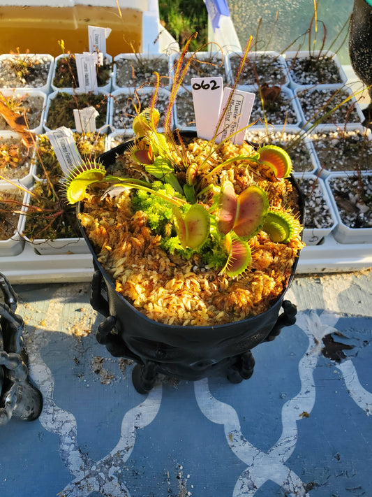 Get me that plant - 062 - HF Bleeding Gums Murphy seedgrown Skull pot Flytrap Carnivorous plant