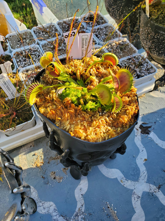 Get me that plant - 062 - HF Bleeding Gums Murphy seedgrown Skull pot Flytrap Carnivorous plant