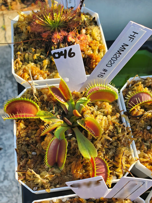 Get me that plant - 046 - HF MM x MM 2020 #16 Flytrap Carnivorous plant