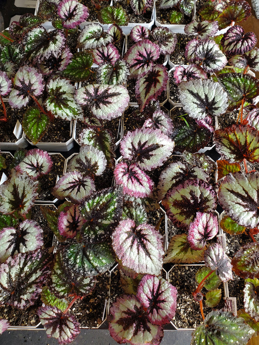 Begonia - Harmony's 'Fire Woman'