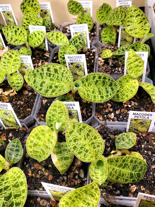 Lightning Jewel Orchid  - Macodes Petola