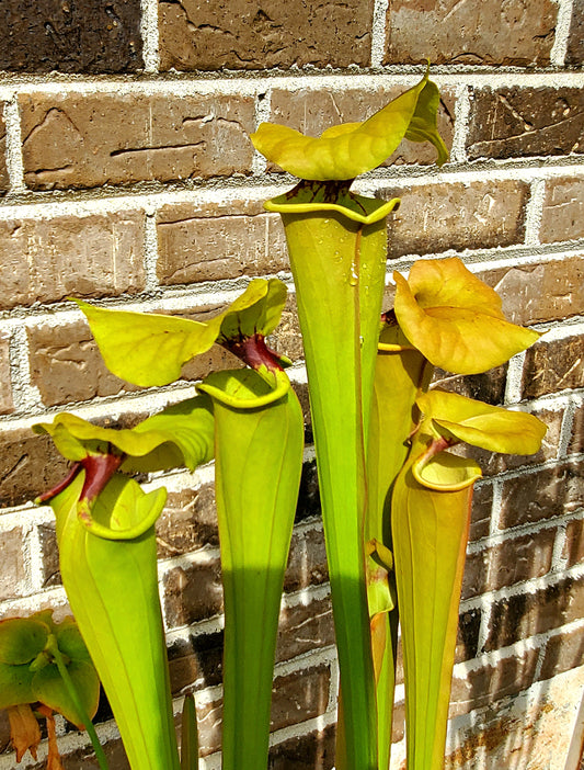 Pitcher Plant - Sarracenia Flava var Rugelli Eastern AL Carnivorous Live Plant