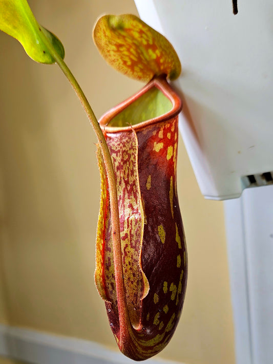 Nepenthes x St. Gaya