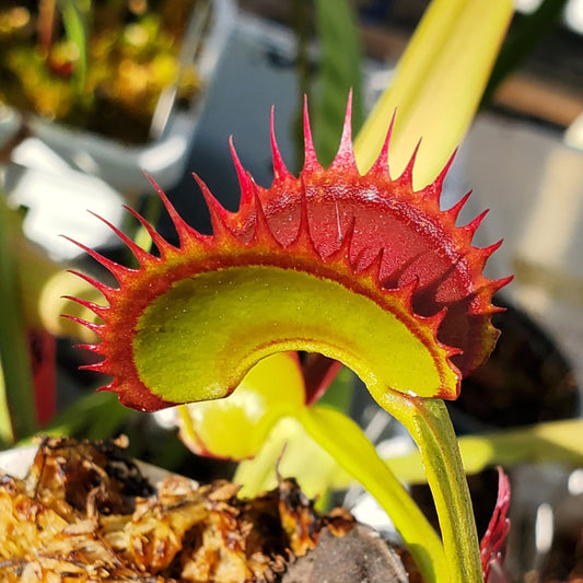 Hunter Flytraps Dorothy's Ruby Red Rippers - Venus Flytrap Carnivorous Live Plant