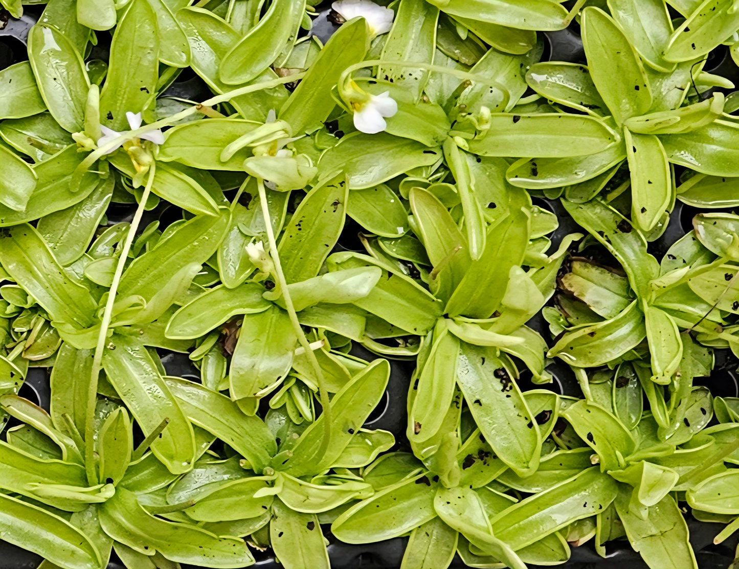 Pinguicula Primuliflora Live Carnivorous Plant