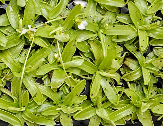 Pinguicula Primuliflora Live Carnivorous Plant