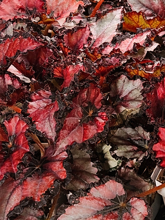 Begonia Rex - 'Harmony's Red Robin'