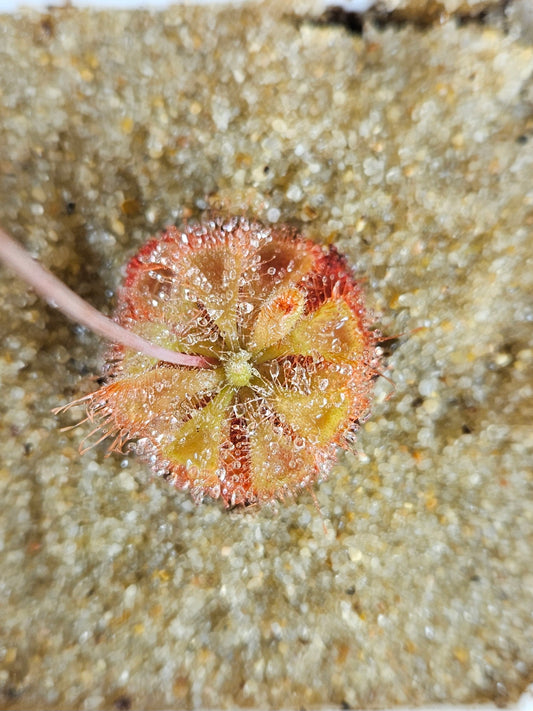 Drosera Burmannii Sundew Live﻿﻿ Carnivorous Plant