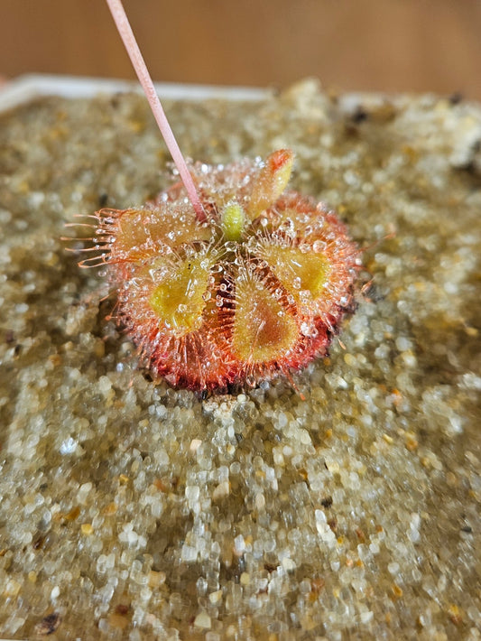 Drosera Burmannii Sundew Live﻿﻿ Carnivorous Plant