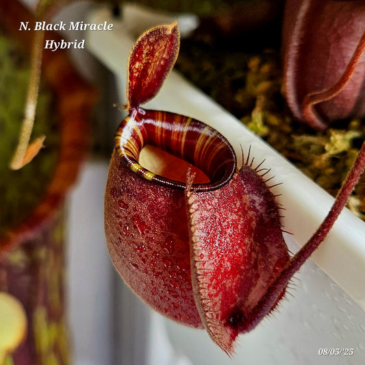 Nepenthes Ventricosa X Ampullaria Black Miracle