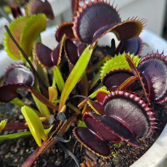 Wine Mouth Venus Flytrap Carnivorous Plant