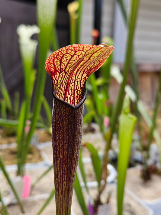 Pitcher Plant - Sarracenia Rubra Ancestral Peach Co, GA Carnivorous Live Plant