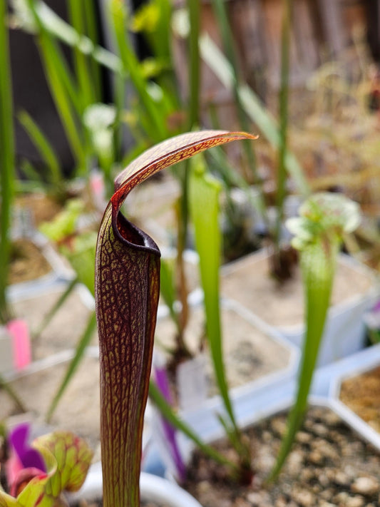 Pitcher Plant - Sarracenia Rubra Ancestral Peach Co, GA Carnivorous Live Plant