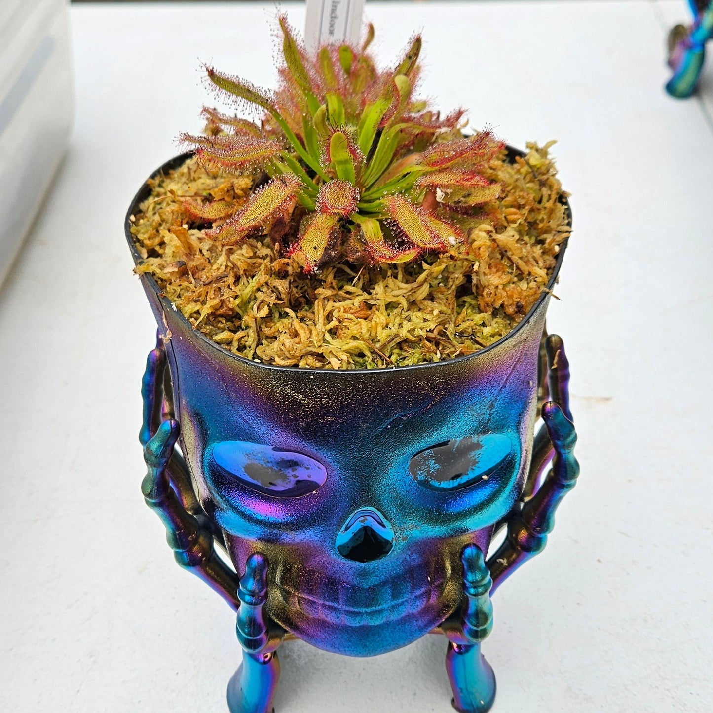 Get me that plant - 074 - Drosera Hercules x Self Capensis Skull Pot Carnivorous live plant