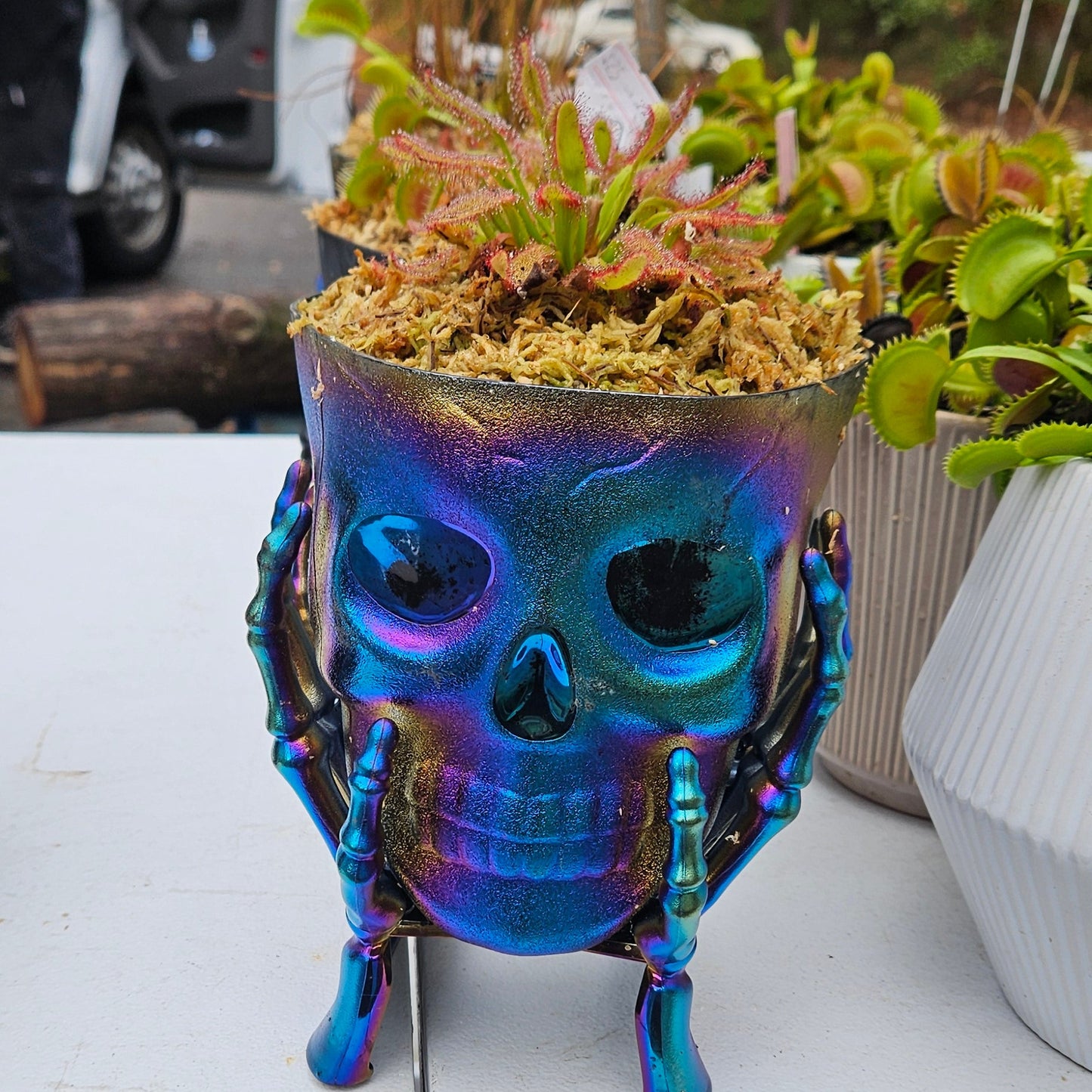Get me that plant - 074 - Drosera Hercules x Self Capensis Skull Pot Carnivorous live plant