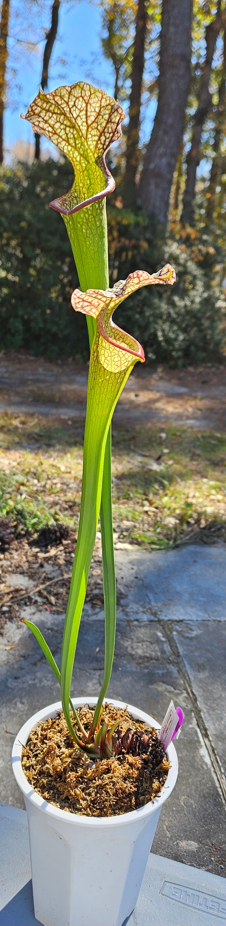 Pitcher Plant - Sarracenia Alucard x Oreo x Bloodmoon x Killamanjaro - various seedling - Carnivorous Live Plant