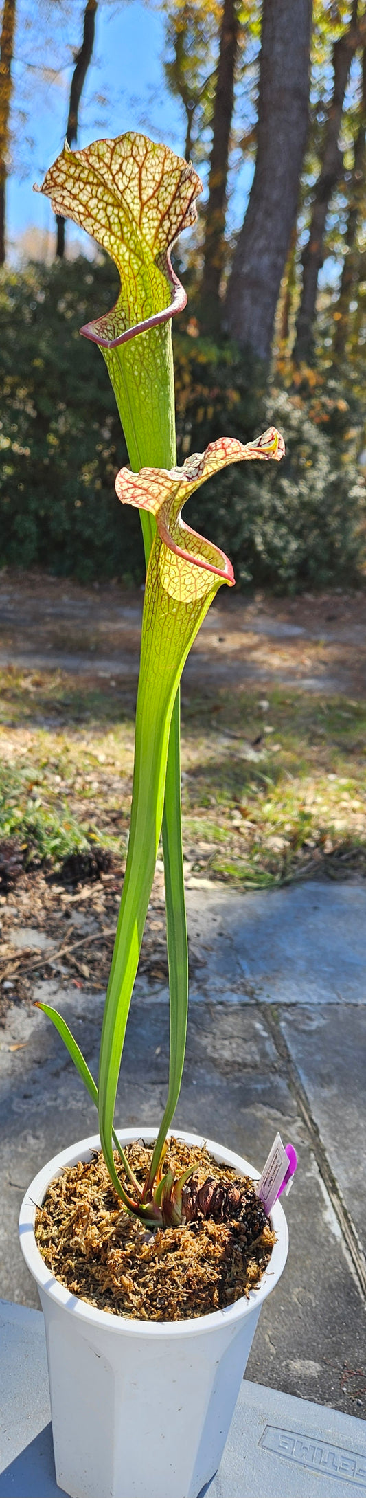 Pitcher Plant - Sarracenia Alucard x Oreo x Bloodmoon x Killamanjaro - various seedling - Carnivorous Live Plant
