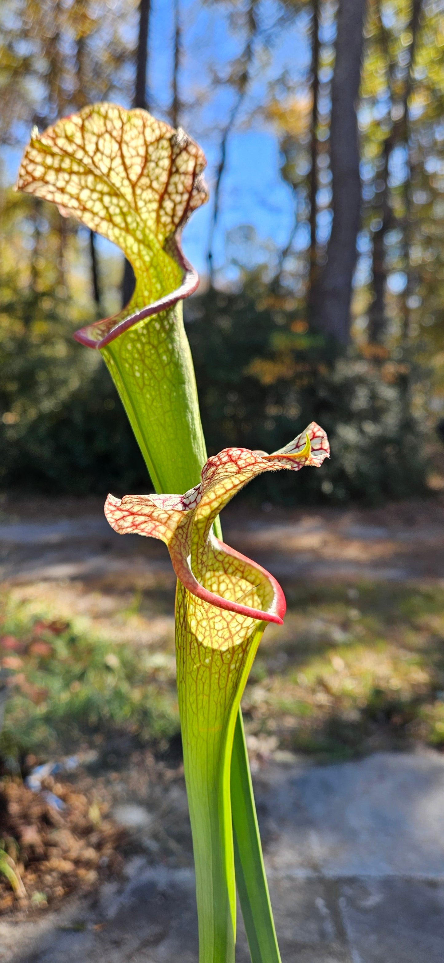 Pitcher Plant - Sarracenia Alucard x Oreo x Bloodmoon x Killamanjaro - various seedling - Carnivorous Live Plant