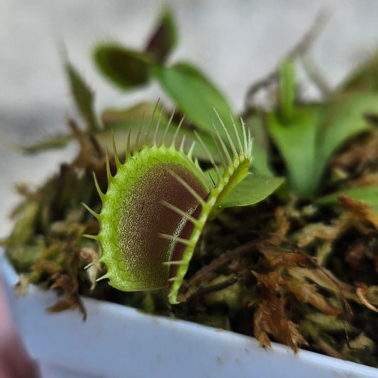 Venus Flytraps – Page 6 – Hunter Flytraps