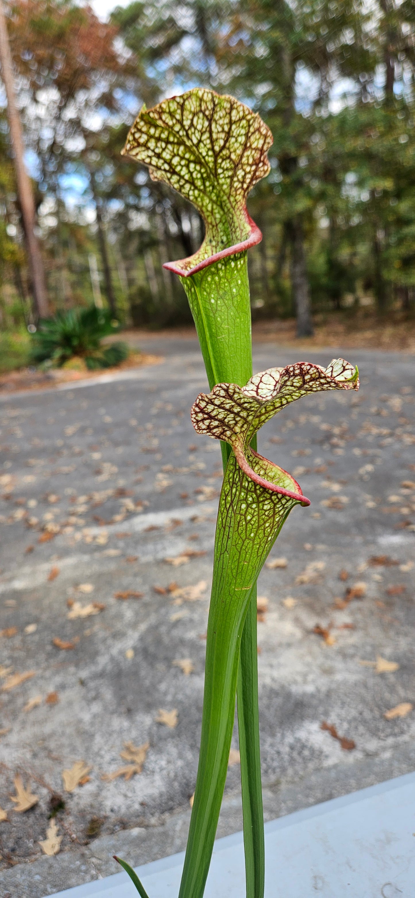 Pitcher Plant - Sarracenia Alucard x Oreo x Bloodmoon x Killamanjaro - various seedling - Carnivorous Live Plant