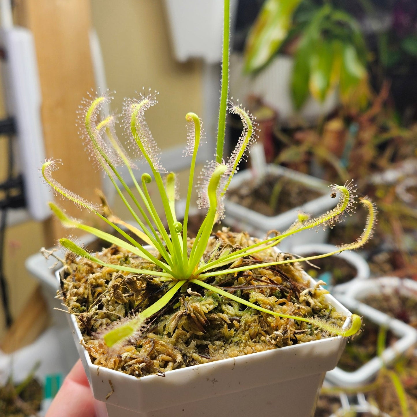 Drosera Capensis 'Alba' Cape Sundew﻿﻿ Carnivorous Plant