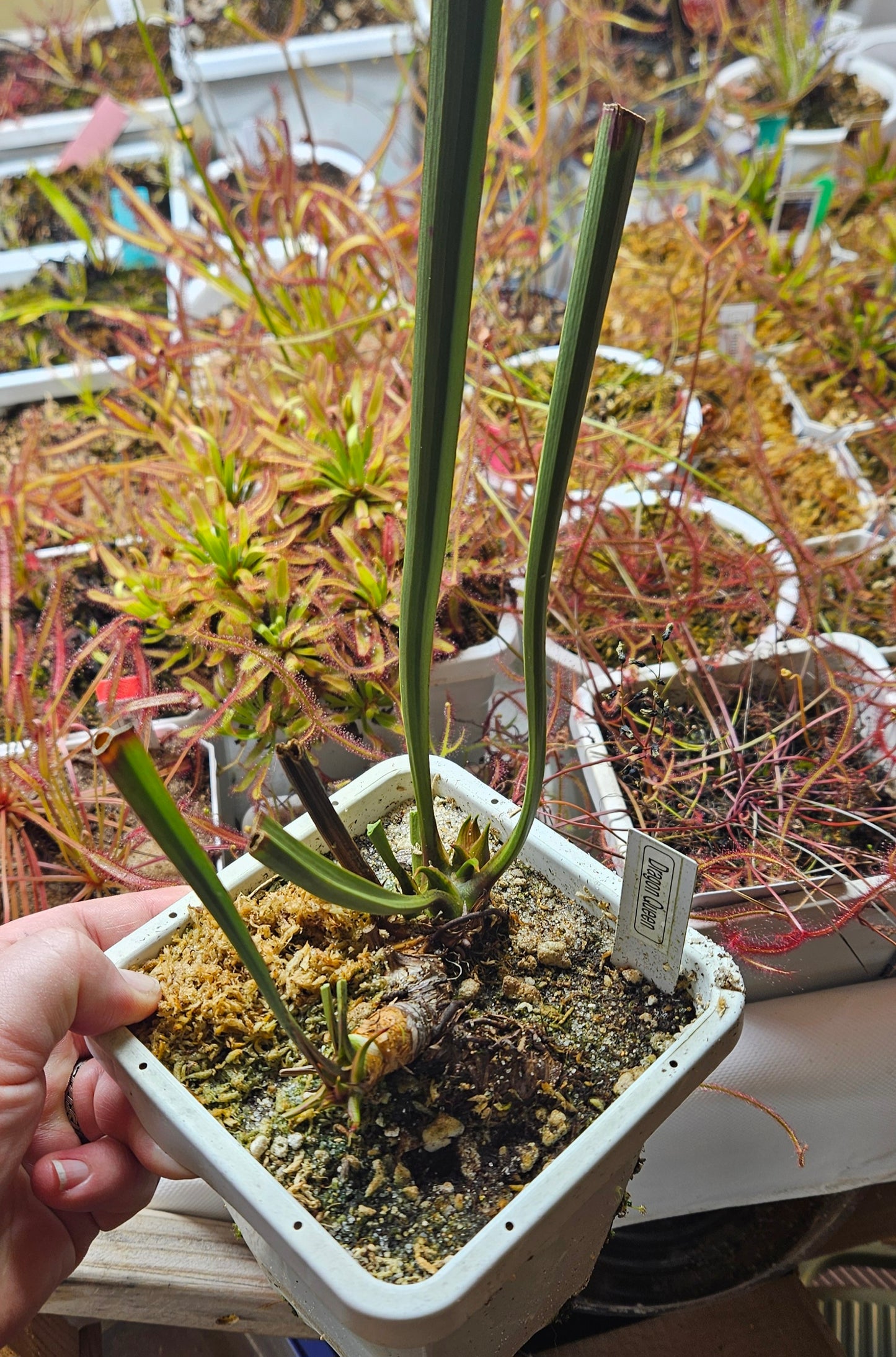 Pitcher Plant - Sarracenia Dragon Queen Carnivorous Live Plant