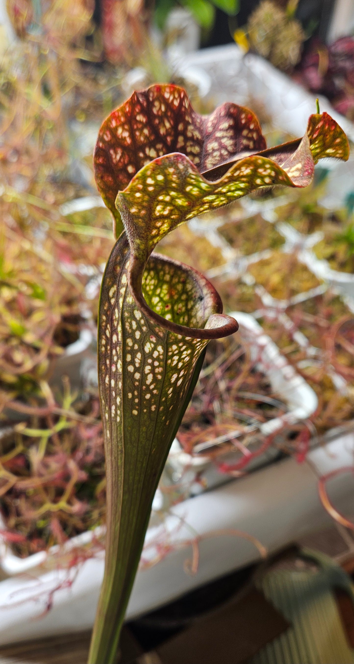 Pitcher Plant - Sarracenia Dragon Queen Carnivorous Live Plant