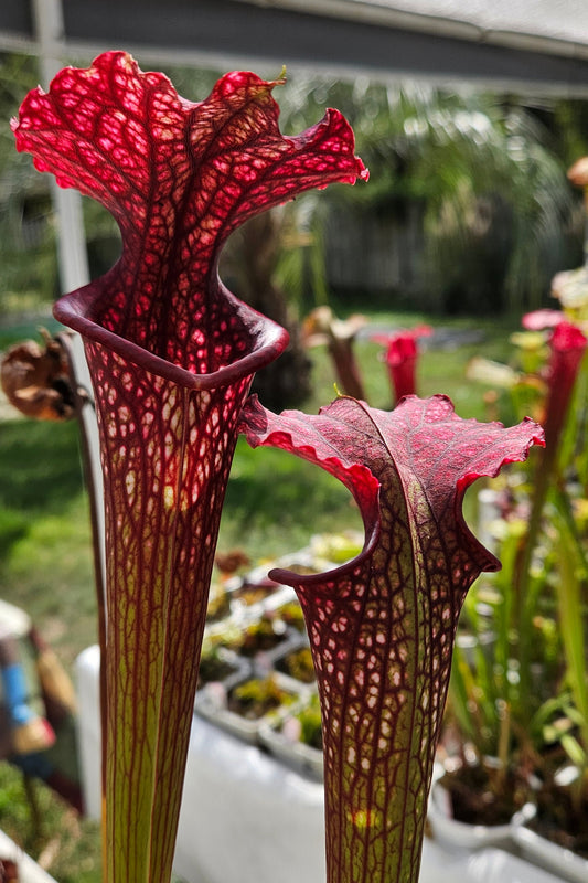 Pitcher Plant - Sarracenia x Vintner Treasure Carnivorous Live Plant