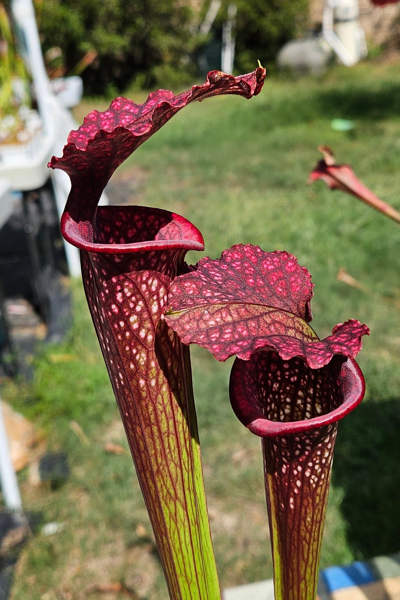 Pitcher Plant - Sarracenia x Vintner Treasure Carnivorous Live Plant