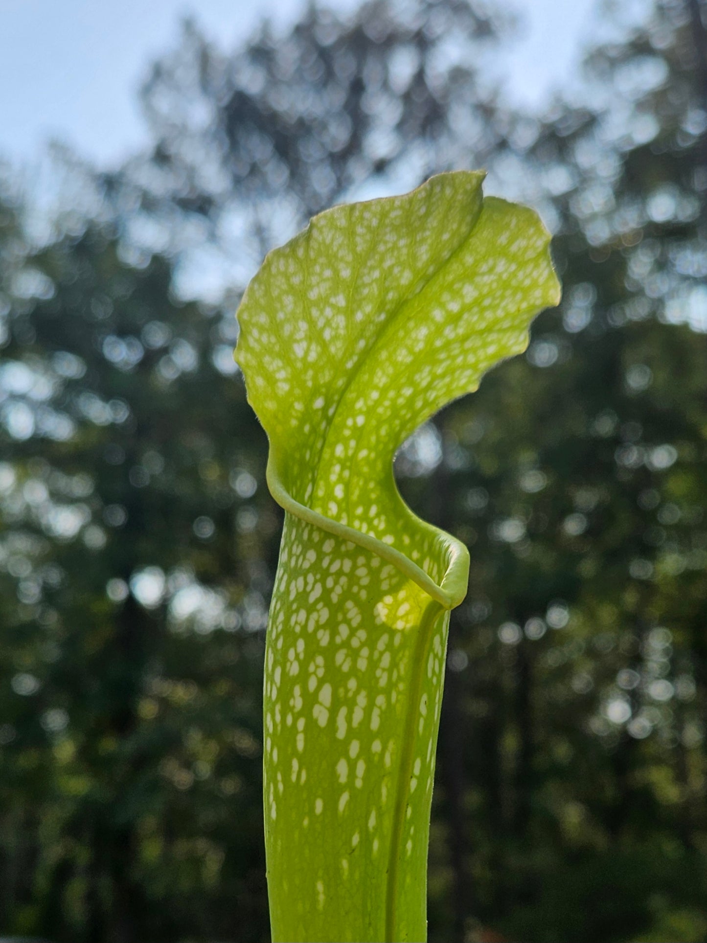 Pitcher Plant - Sarracenia AF Gulfensis x AF Leuco Carnivorous Live Plant