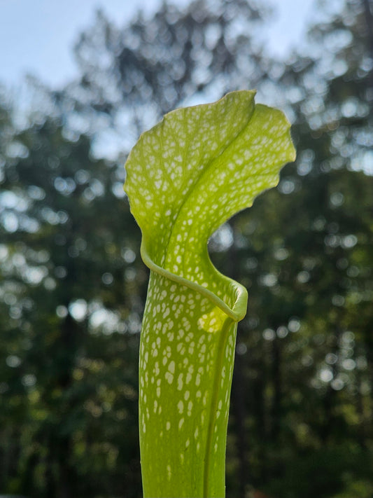 Pitcher Plant - Sarracenia AF Gulfensis x AF Leuco Carnivorous Live Plant