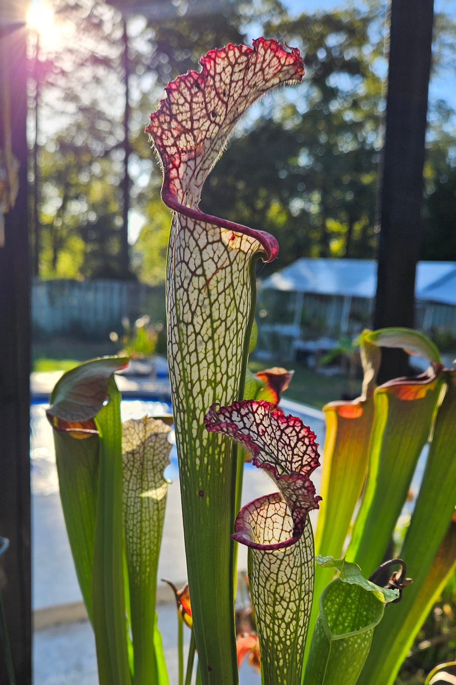 A large white pitcher plant with pink veining, growing outdoors with sunlight shining through its pitchers.